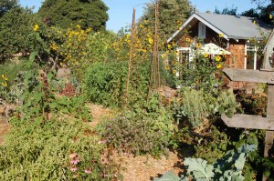 South Berkeley Paradise. Farm after installation. By Sequoiah Wachenheim